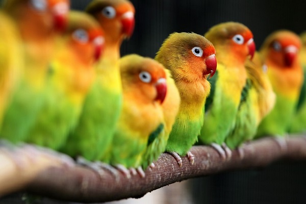 love birds on perch.jpg